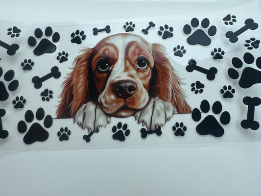 King Charles Spaniel