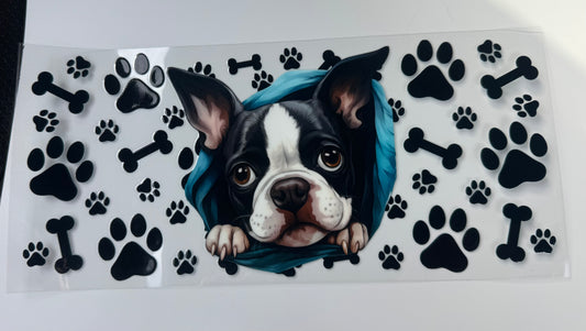 Boston Terrier