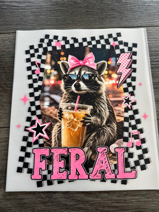 Feral Racoon